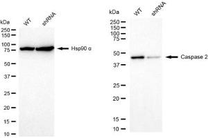 Western blotting analysis using Caspase 2 antibody (ABIN7797891). (Rekombinanter Caspase 2 Antikörper)