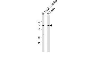Western blot analysis of lysates from mouse small intestine, mouse testis tissue lysate (from left to right), using Klf4 Antibody (Center) (ABIN6243711 and ABIN6577901). (KLF4 Antikörper  (AA 321-354))