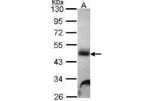WB Image Sample (30 ug of whole cell lysate) A: Hela 10% SDS PAGE Galactosidase alpha antibody antibody diluted at 1:1000 (GLA Antikörper)