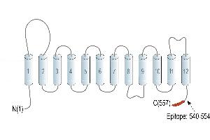 Representative domain view of the target of ABIN7885462.