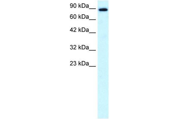 KIF21A Antikörper  (N-Term)
