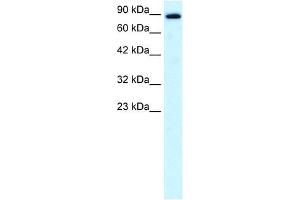 KIF21A antibody used at 0. (KIF21A Antikörper  (N-Term))