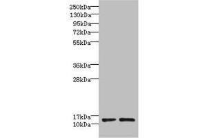 Western blot All lanes: RPP14 antibody at 6 μg/mL Lane 1: Hela whole cell lysate Lane 2: MCF-7 whole cell lysate Secondary Goat polyclonal to rabbit IgG at 1/10000 dilution Predicted band size: 14 kDa Observed band size: 14 kDa (RPP14 Antikörper  (AA 2-124))