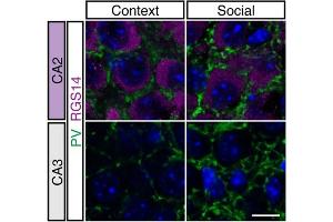 Representative images and quantification of PV+ puncta density in mice CA2/CA3 stratum pyramidale.