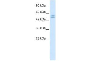 Western Blotting (WB) image for anti-Purinergic Receptor P2X, Ligand Gated Ion Channel 2 (P2RX2) (N-Term) antibody (ABIN633739)