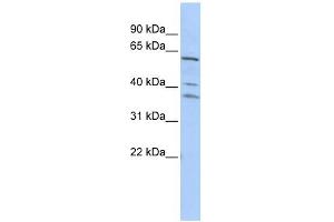 WB Suggested Anti-HRB Antibody Titration:  0. (AGFG1 Antikörper  (Middle Region))