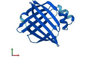 Protein Structure (PS) image for Fatty Acid Binding Protein 12 (FABP12) (AA 1-132) protein (His tag) (ABIN7561226)