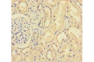 Immunohistochemistry of paraffin-embedded human kidney tissue using ABIN7151314 at dilution of 1:100 (XIAP Antikörper  (AA 1-497))