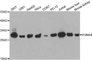 Western blot analysis of extracts of various cell lines, using PSMA4 antibody (ABIN5971344) at 1/1000 dilution. (PSMA4 Antikörper)