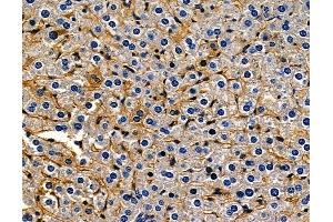 ABIN7094964 and ABIN7099020 at 1/100 staining mouse liver tissue by IHC-P.