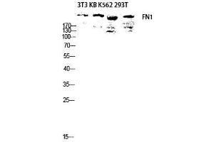 Western Blot (WB) analysis of 3T3 KB K562 293T lysis using FN1 antibody.