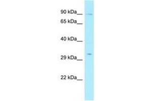 Image no. 1 for anti-RAD17 (RAD17) (N-Term) antibody (ABIN6742192) (RAD17 Antikörper  (N-Term))