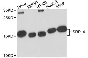 Western blot analysis of extracts of various cell lines, using SRP14 antibody (ABIN6292288) at 1:3000 dilution. (SRP14 Antikörper)