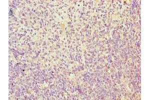 Immunohistochemistry of paraffin-embedded human thymus tissue using ABIN7173111 at dilution of 1:100 (TMEM184C Antikörper  (AA 107-178))