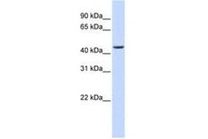 Image no. 1 for anti-ELAC1 (ELAC1) (AA 180-229) antibody (ABIN6740730) (ELAC1 Antikörper  (AA 180-229))