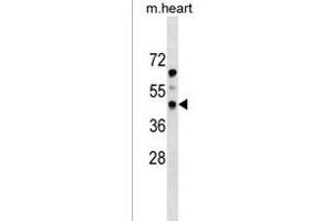 PDGFRL Antibody (N-term) (ABIN1539086 and ABIN2849032) western blot analysis in mouse heart tissue lysates (35 μg/lane). (PDGFRL Antikörper  (N-Term))