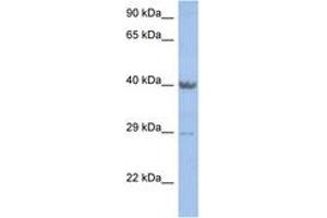 Image no. 1 for anti-Zinc Finger Protein 474 (ZNF474) (AA 251-300) antibody (ABIN6742218) (ZNF474 Antikörper  (AA 251-300))