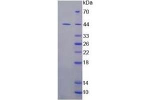 SDS-PAGE (SDS) image for Indoleamine 2,3-Dioxygenase (IDO) ELISA Kit (ABIN6574282)