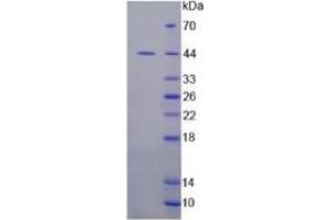 SDS-PAGE of Protein Standard from the Kit (Highly purified E. (IDO ELISA Kit)