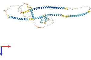 KIAA0494 Protein (AA 1-484) (His tag)