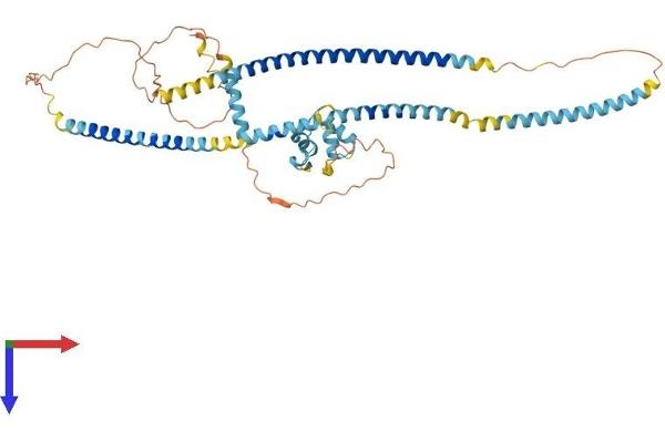 KIAA0494 Protein (AA 1-484) (His tag)