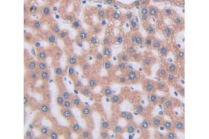 Used in DAB staining on fromalin fixed paraffin- embedded liver tissue (VNN1 Antikörper  (AA 22-328))