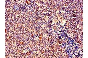 IHC image of ABIN7160506 diluted at 1:400 and staining in paraffin-embedded human tonsil tissue performed on a Leica BondTM system.
