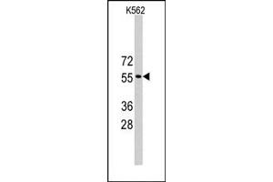 Image no. 1 for anti-Tripartite Motif Containing 69 (TRIM69) (Middle Region) antibody (ABIN357768)