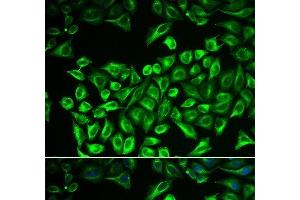 Immunofluorescence analysis of A549 cells using HAS3 Polyclonal Antibody (HAS3 Antikörper)
