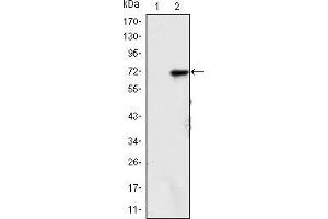 Western blot analysis using KDM4A mAb against HEK293 (1) and KDM4A(AA: 500-705)-hIgGFc transfected HEK293 (2) cell lysate. (KDM4A Antikörper)