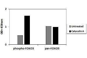 HeLa cells were treated or untreated with Calyculin A. (FOXO3 ELISA Kit)