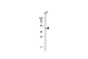 Anti-PRDM12 Antibody at 1:1000 dilution + 293 whole cell lysate Lysates/proteins at 20 μg per lane. (PRDM12 Antikörper)