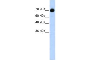 Western Blotting (WB) image for anti-CXXC Finger Protein 1 (CXXC1) antibody (ABIN2461852) (CXXC1 Antikörper)