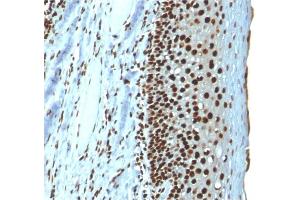 Formalin-fixed, paraffin-embedded human Tonsil stained with Histone H1 Mouse Recombinant Monoclonal Antibody (r1415-1). (Rekombinanter Histone H1 Antikörper)