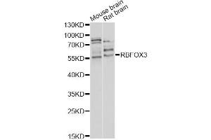 Western blot analysis of extracts of various cell lines, using RBFOX3 antibody (ABIN5970347) at 1/1000 dilution. (NeuN Antikörper)