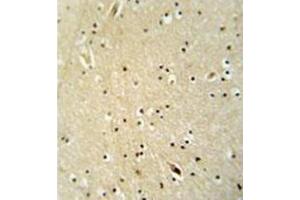 Immunohistochemistry analysis in formalin fixed and paraffin embedded human brain tissue reacted with Neugrin Antibody (C-term) followed by peroxidase conjugation of the secondary antibody and DAB staining. (NGRN Antikörper  (C-Term))