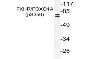 Western blot (WB) analysis of p-FKHR/FOXO1A antibody in extracts from NIH/3T3 cells (FOXO1 Antikörper  (pSer256))