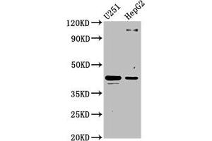 Western Blot Positive WB detected in: U251 whole cell lysate, HepG2 whole cell lysate All lanes: C1GALT1 antibody at 4. (C1GALT1 Antikörper  (AA 34-143))