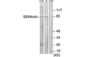 Western blot analysis of extracts from COS7/Jurkat cells, using SEMA4A Antibody. (Sema4a Antikörper  (AA 501-550))