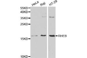 Western blot analysis of extracts of various cell lines, using RHEB antibody (ABIN5970511) at 1/1000 dilution. (RHEB Antikörper)