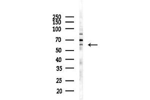 anti-CDC-Like Kinase 2 (CLK2) (N-Term) antibody