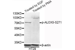 Western blot analysis of extracts of HT-29 cells, using Phospho-ALOX5-S271 antibody (ABIN5995612) at 1/1000 dilution. (ALOX5 Antikörper  (pSer271))