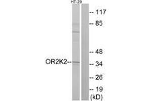 Western Blotting (WB) image for anti-Olfactory Receptor 2K2 (OR2K2) (AA 241-290) antibody (ABIN2890986) (OR2K2 Antikörper  (AA 241-290))