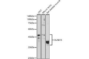 Western blot analysis of extracts of various cell lines, using  antibody (ABIN6133085, ABIN6136806, ABIN6136807 and ABIN6215376) at 1:1000 dilution. (ALKBH5 Antikörper  (AA 245-394))