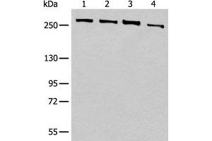 Western blot analysis of 293T cell lysates using PRPF8 Polyclonal Antibody at dilution of 1:450 (PRPF8 Antikörper)
