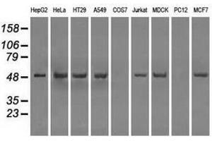 Image no. 2 for anti-Protein Phosphatase 5, Catalytic Subunit (PPP5C) antibody (ABIN1500392)