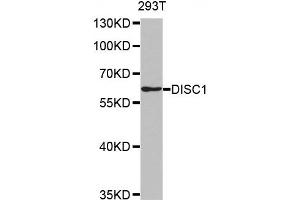 Western Blotting (WB) image for anti-Disrupted in Schizophrenia 1 (DISC1) antibody (ABIN1876917) (DISC1 Antikörper)