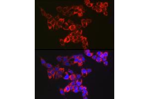 Immunofluorescence analysis of HepG2 cells using Adenylate kinase 4 Rabbit mAb (ABIN7265467) at dilution of 1:100 (40x lens). (AK4 Antikörper)