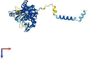 PARP16 Protein (AA 1-322) (His tag)