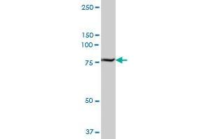 TGM2 MaxPab polyclonal antibody. (Transglutaminase 2 Antikörper  (AA 1-548))